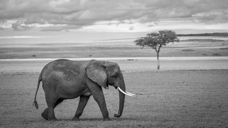 African Safari