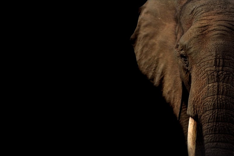 Elephant Family